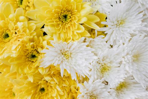 White and Yellow Flowers · Free Stock Photo