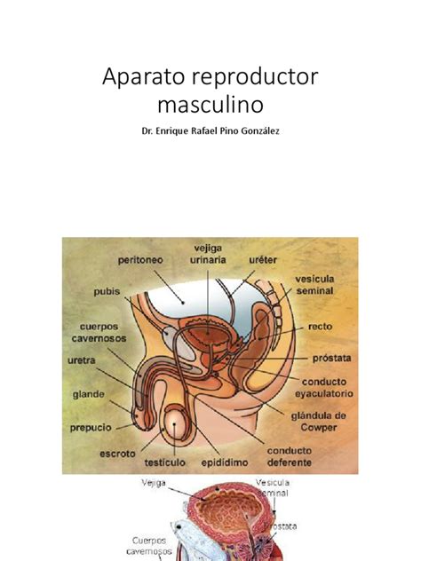 Aparato reproductor masculino | Testículo | Anatomía