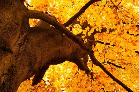 Yellow Tree In Autumn Free Stock Photo - Public Domain Pictures