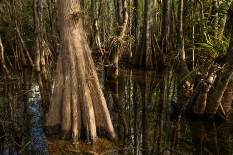 Hiking The Everglades Trails and Photographing Its Beautiful Environment