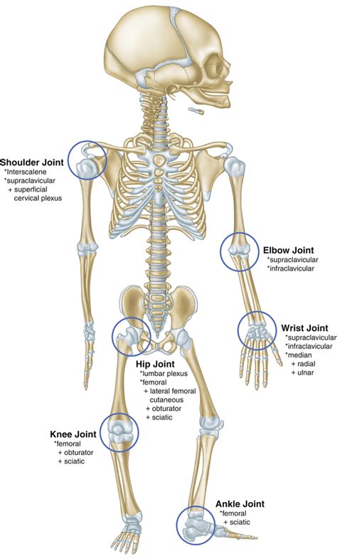 😎 Hiltons law. Early American Manual Therapy. 2019-02-27