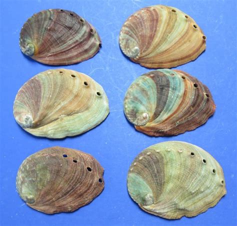 4 inches Small Natural Red Abalone Shell for Sale $8.99 each