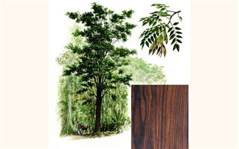 Cocobolo Tree Farm | Rosewood