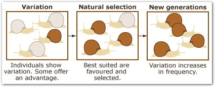 Natural Selection - Evolution Research Task