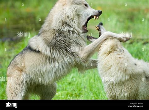 Two fighting wolves hi-res stock photography and images - Alamy