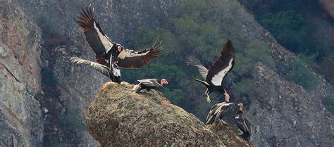 California Condor Facts - Pinnacles National Park (U.S. National Park ...