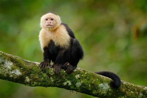 19 Fascinating Capuchin Monkey Facts - Facts.net