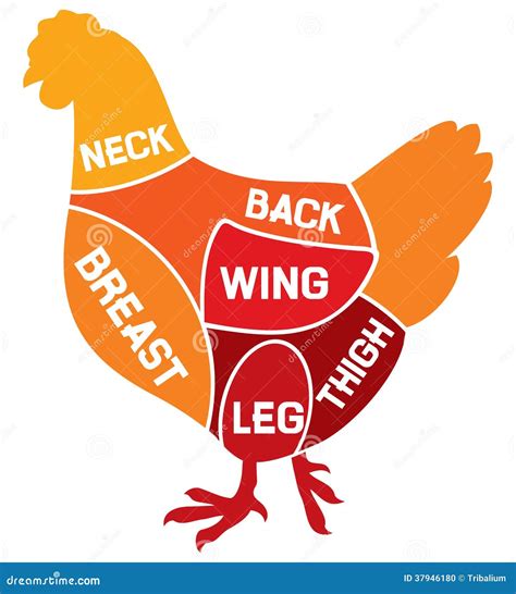 Chicken Cuts Diagram Stock Photo - Image: 37946180