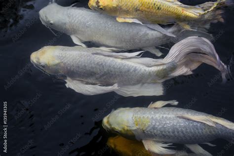 Koi fish, White fish close up swimming at pond. Stock Photo | Adobe Stock