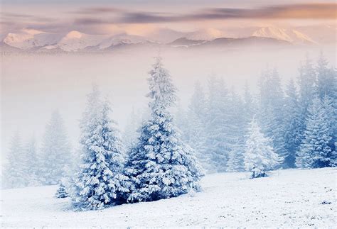 snow scenes photo backdrop winter snow road forest photography backgro – dreamybackdrop