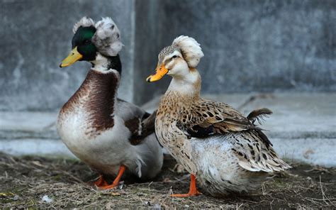 Crested Duck - Breed Profile & Facts - LearnPoultry