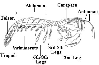 What are stomatopods?