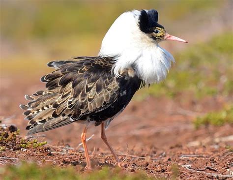 The Ruff XVII by nordfold on deviantART | Bird, Pet birds, Ruff