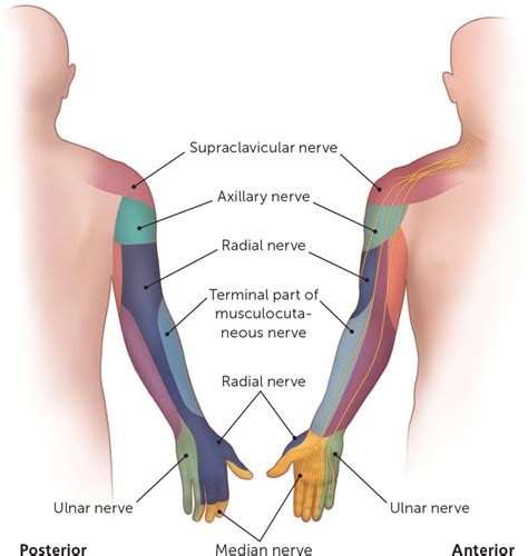 Ulnar Nerve Dermatome Injury - Dermatomes Chart and Map