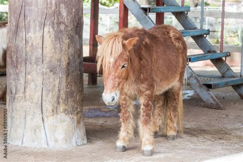 Dwarf horse. Stock Photo | Adobe Stock