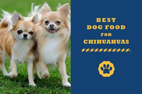 8 Best Dog Foods For Chihuahuas In 2021 - Totally Goldens