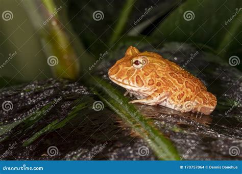 Albino Morph of the Pac Man Frog Stock Photo - Image of dart, bred: 170757064