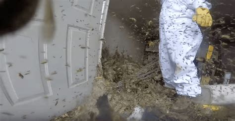 Massive Wasp Nest Removal Captured On GoPro Video Is What Nightmares Are Made Of!