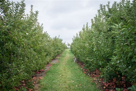 Apple Orchard Free Stock Photo - Public Domain Pictures