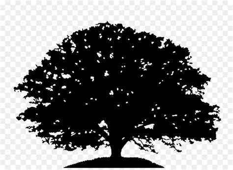 Oak Tree Clip art - cartoon tree png download - 2400*2133 - Free Transparent Oak png Download ...