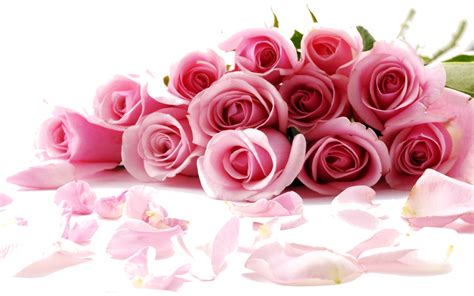 Rose Flower Desktop Wallpaper stock.xchng Pink - rose png download ...