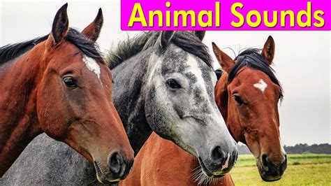 20 Amazing Animals - Animal Sounds for Children - YouTube