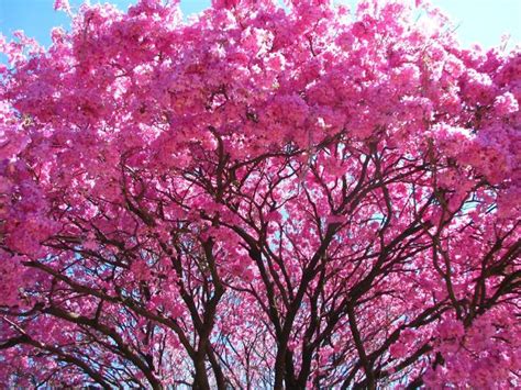 Arbol Nacional De El Salvador