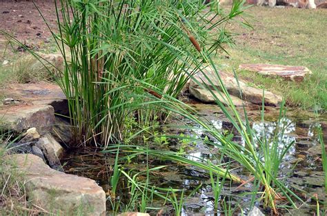 Cattail Pond Photograph by Maria Urso - Fine Art America