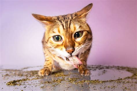 Photos of Cats High on Catnip