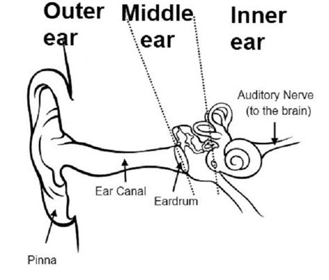 Pin by War*rior on Listen to Me | Ear diagram, Human ear diagram, Inner ...