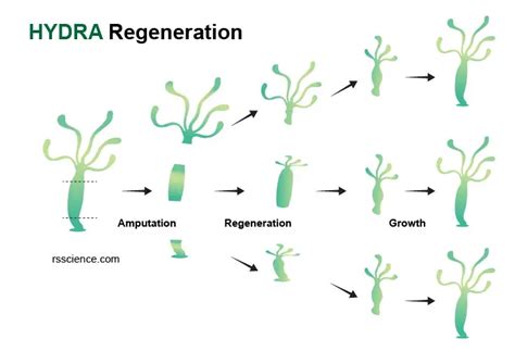 Hydra – Biology, Classification, Characteristics, and Reproduction