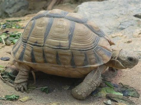 Egyptian Tortoise - Facts, Diet, Habitat & Pictures on Animalia.bio