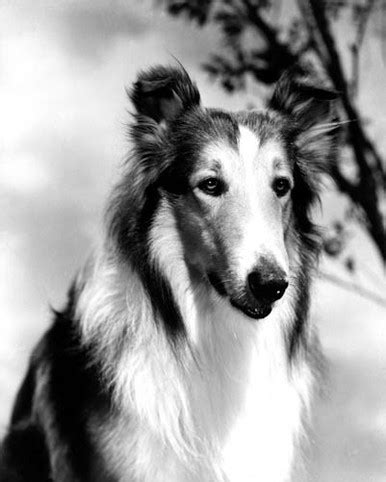 Lassie Poster and Photo 1021028 | Free UK Delivery & Same Day Dispatch Available