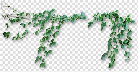 Green leafed vine plants , Vine Computer Icons , Vines transparent ...