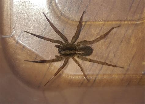 [MI] I found four of these spiders in my house yesterday. Today, we got ...