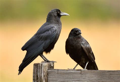 Species Profile: American Crow | Mossy Oak Gamekeeper