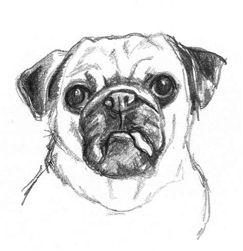 Dog sketches - Pencil drawings of dogs | Dog pencil drawing, Dog ...