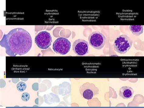 15 best images about 1) hematopoiesis and bone marrow on Pinterest ...