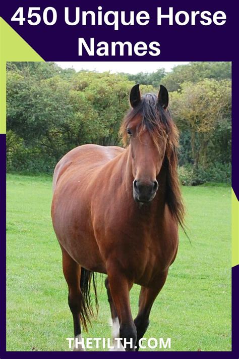 450 Unique Horse Names | Horse names, Pet names for dogs, Pet names unique