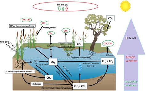 Frontiers | Editorial: Wetland ecosystems as important greenhouse hotspots