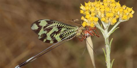 Neuroptera - Royal Entomological Society