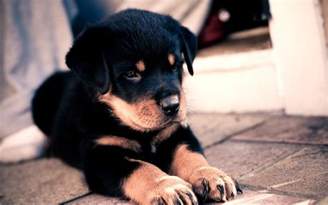 Animaux Rottweiler HD Fond D'écran