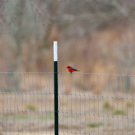 Vermilion Flycatcher - Bird Watching Academy