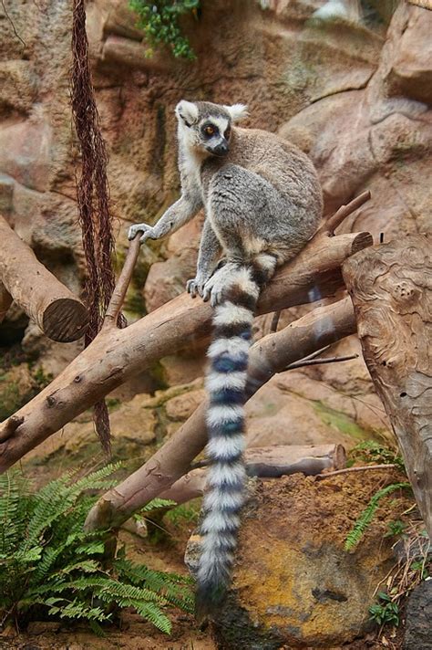 Lemur Fur Tail - Free photo on Pixabay