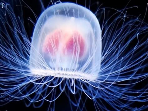 Immortal Jellyfish Genes May Aid in Stopping Aging - Malevus