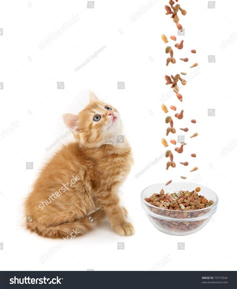 Cat Eating Dry Cat Food Stock Photo 74715544 - Shutterstock