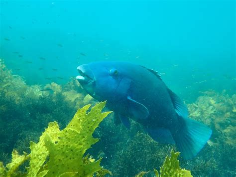 Blue gropers recorded on endangered oyster reefs for first time | Mirage News