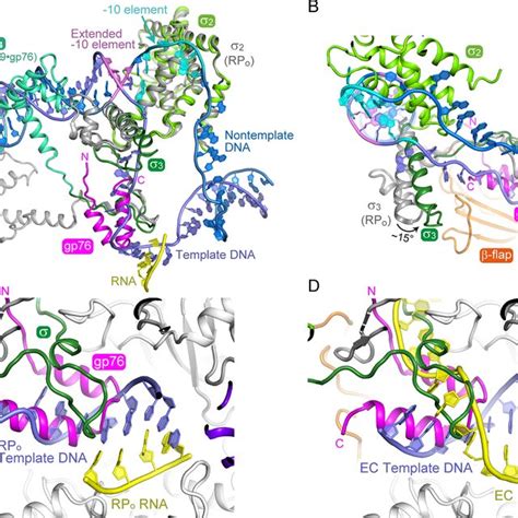 Structure of RNAP holoenzyme bound with gp39 and gp76. (A-C) Overall... | Download Scientific ...