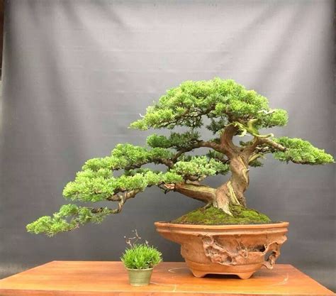 Bonsai | Juniper bonsai, Bonsai tree, Bonsai tree care