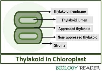 Chloroplast in Plant Cell - Definition, Characteristics, Video, Structure & Functions - Biology ...